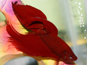 betta-fish-series-5-1402154